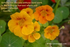 Striving for success without hard work is like trying to harvest where ...